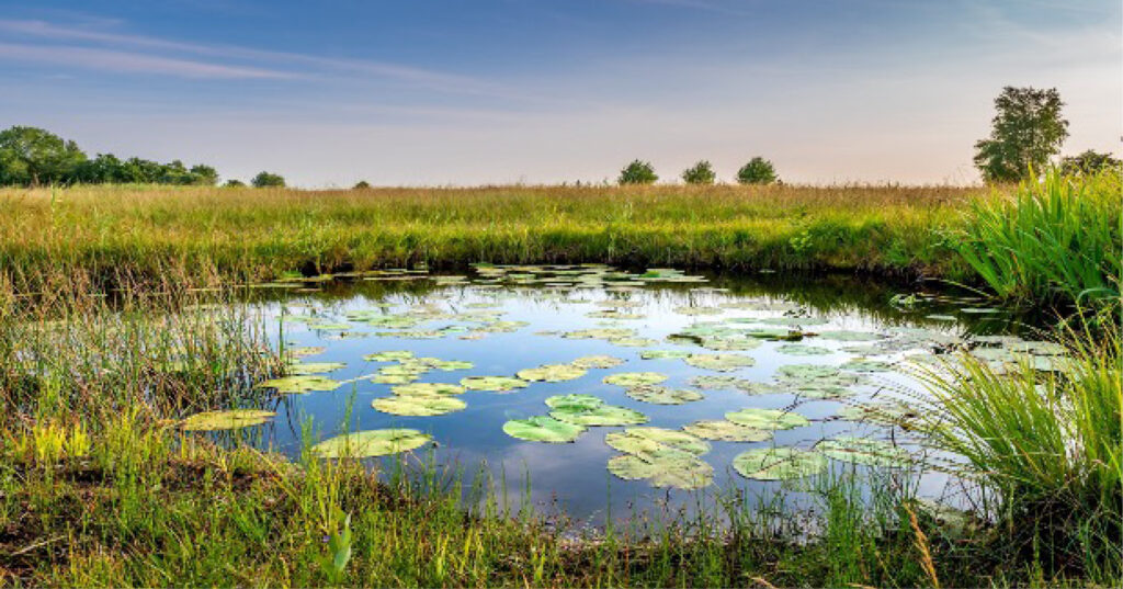Paysage naturel d'une zone humide avec des nénuphars flottant sur l'eau, entourée de roseaux et d'une végétation dense sous un ciel dégagé.